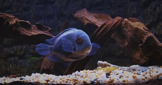 Shanghai, China. Blue Fish Uaru Swimming In Aquarium, Side View. Uaru Cichlid Or Uaru Amphiacanthoides, Uaru Or Triangle Cichlid. Native To The Fast-moving Waters Of The Amazon. Mature Fish Have