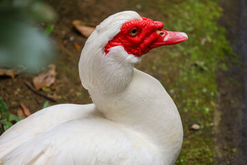 muscovy duck, duck, beak, waterfowl, feather, domestic, farm, bird, white, agriculture, fowl, wild, poultry, wings, wildlife, feathers, animal, nature, water, grass, birds, animals, neck, head, green,