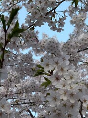 blooming tree