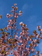 cherry blossom in spring