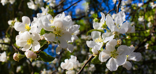 Delicate cherry blossoms bloom under a bright blue sky in springtime, showcasing nature's beauty and renewal in full display