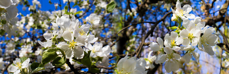 Delicate cherry blossoms bloom under a bright blue sky in springtime, showcasing nature's beauty and renewal in full display