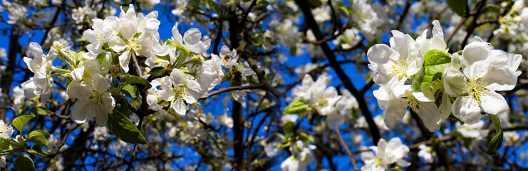 Beautiful cherry blossom branches flourish against a bright blue sky in springtime, creating a breathtaking natural tapestry