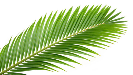 Obraz premium A vibrant green palm leaf isolated on a white background, showcasing its tropical aesthetic, symmetry, and natural beauty