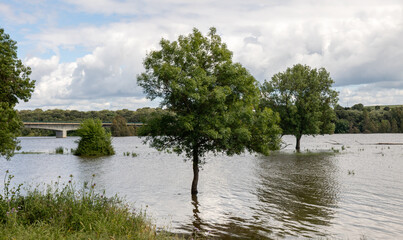 &Aacute;rbol sobre el lago