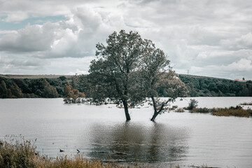 &Aacute;rbol sobre agua