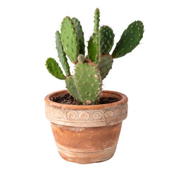 Green opuntia cactus in pot isolated on transparent background