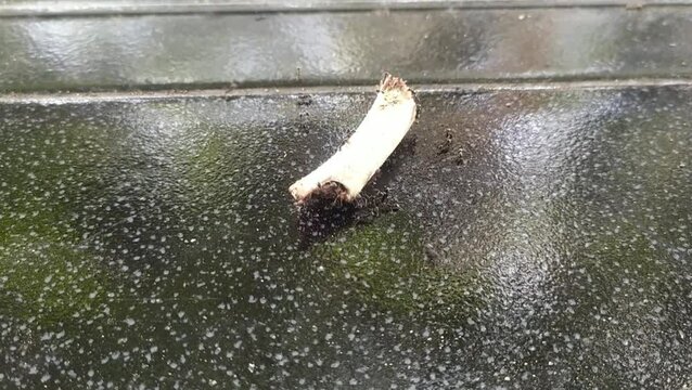a group of ants were eating leftover chicken bones