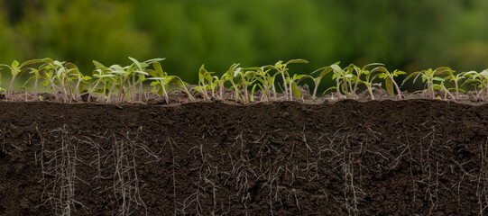 Young tomato plants in the soil with roots. seedlings