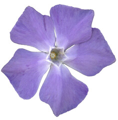 A close up image of a single purple periwinkle flower isolated on a transparent background. The flower displays five delicate, slightly overlapping petals