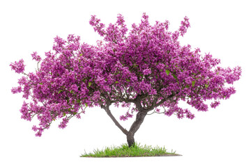 Obraz premium Pink flowering tree bloom