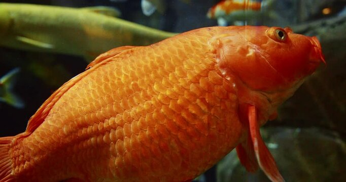Shanghai, China. Aquarium Filled With Colorful Koi Fish or Carp, close-up View. Golden Koi Fish Slow Motion Swimming In Shanghai Ocean Aquarium. Colorful Decorative Fish Float In Zoo Aquarium
