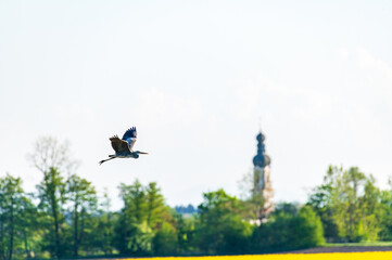Grey heron flies over the forest with  a church in the background