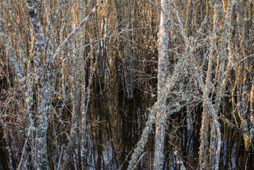 Abstract pattern of a tangle of logs emerging from a lagoon