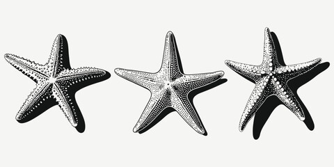 starfish set sketch illustration