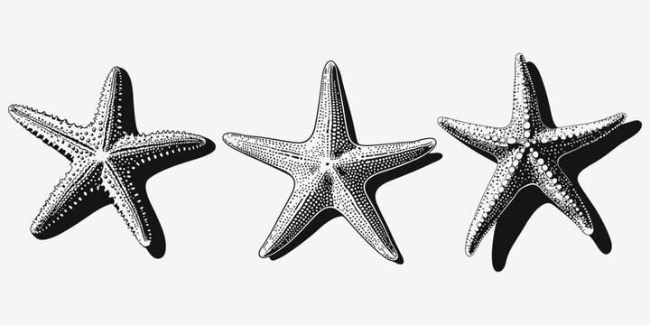 starfish set sketch illustration