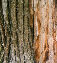 Dual texture of rough bark and bare wood on the trunk of a chestnut tree