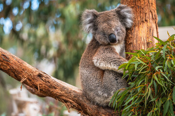 Australia
Australian koala bear sleeping on eucalyptus tree branch on a day, South Australia
