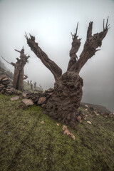 Fossilized chestnut tree trunks emerge from the bottom of the reservoir