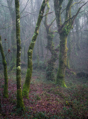 Mystical atmosphere on a misty morning among huge mossy oak trees