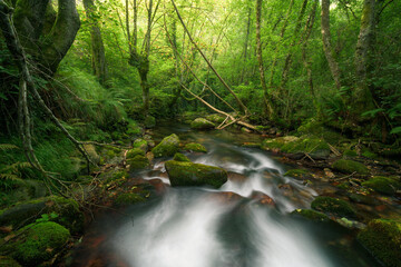 Intense spring greenery in the thicket of an oak forest crossed by a river