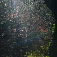 Rainy day scene in a humid Atlantic forest