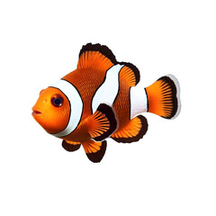 Ocellaris Clownfish: High-Resolution Image on white background