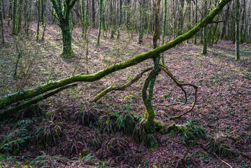 Spontaneous natural plant sculpture formed by tree elements