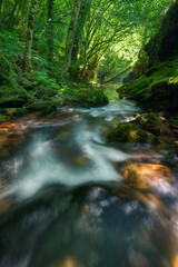 The atmosphere takes on greenish tones under the forest canopy and aquatic environment