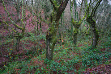 The ancient oak trees seem to dance an old dance in an milenary forest