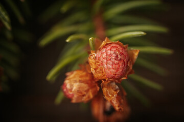 A detailed macro shot of a young red spruce cone surrounded by green needles, placed against a...