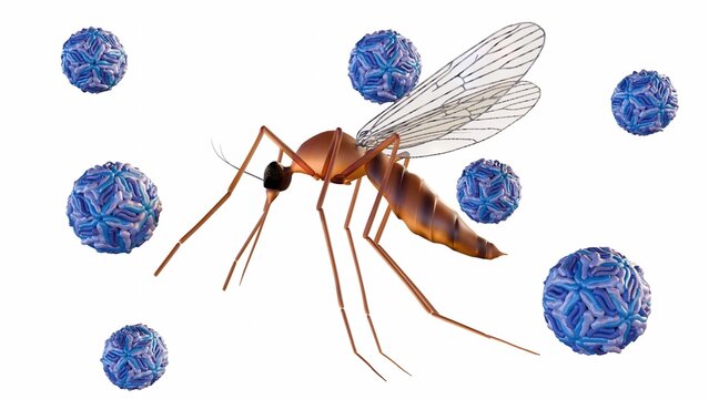 A 3d rendering of mosquito surrounded by several dengue virus particles. The mosquito is carrying or has been exposed to the dengue virus. 