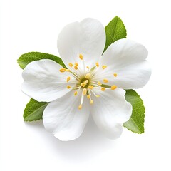 Obraz premium Close-up of a single, perfect white flower with green leaves. Detailed view of delicate petals and stamen