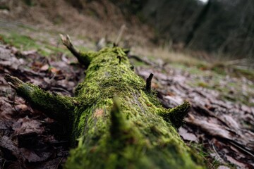 Obraz premium Moss-covered log resting on forest floor in a serene woodland during autumn