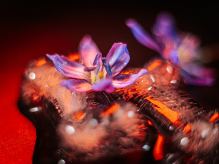 A close-up of a delicate purple flower resting on melting ice like a bone, with reflections of...