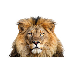 Fototapeta premium Portrait lion with a full, golden mane stares directly into the camera, showcasing its regal and powerful presence transparent background 