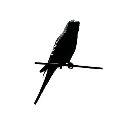 Solid black silhouette of a budgie cheerful, Vector Graphic