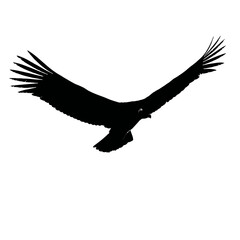 Naklejka premium Solid black silhouette of a condor soaring, Vector Graphic