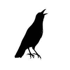 Obraz premium Solid black silhouette of a crow cawing, Vector Graphic