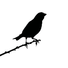 Obraz premium Solid black silhouette of a finch perched, Vector Graphic