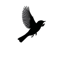 Obraz premium Solid black silhouette of a flycatcher darting, Vector Graphic