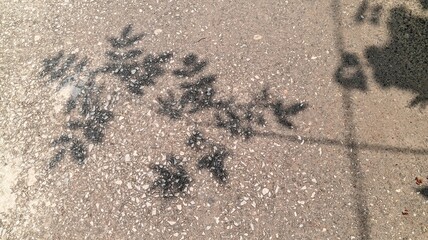Shadows of Delicate Leaves Dancing on Concrete Pavement in Sunlight Outdoor Urban Scene