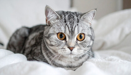 Photograph of a Snoopy cat with a round face, flat nose, and large expressive eyes, sitting
