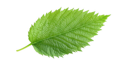 Bright green leaf with pronounced veins and serrated edges in natural condition