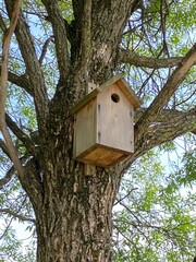 Birdhouse on a willow in spring