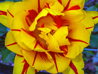 Tulip in bloom, early spring
