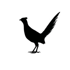 Obraz premium Solid black silhouette of a lyrebird mimicking, Vector Graphic