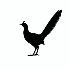 Obraz premium Solid black silhouette of a lyrebird mimicking, Vector Graphic