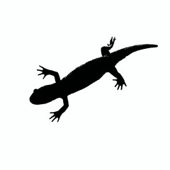 Fototapeta premium Solid black silhouette of a newt swimming, Vector Graphic