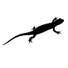 Naklejka premium Solid black silhouette of a newt swimming, Vector Graphic
